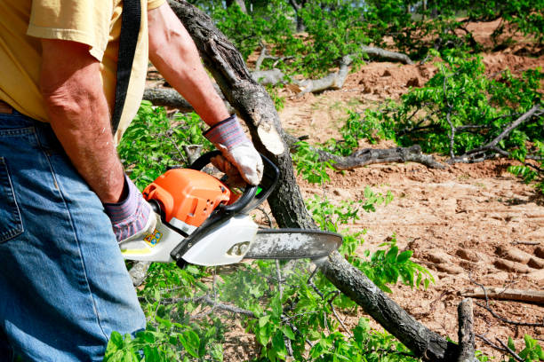 Why Choose Our Tree Removal Services in Laguna Niguel, CA?